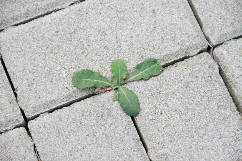 Pavers Weed Control
